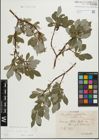 Foto von Salix glabra Scop.